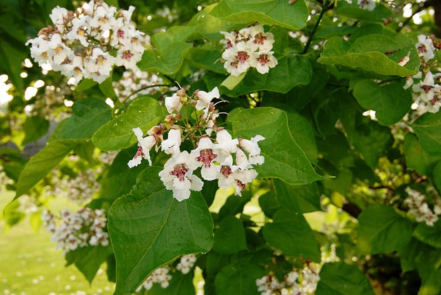 Ornamental catalpa blume samen