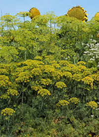 Fast-Anbau Bouquet Dill Samen outdoor Gartenarbeit