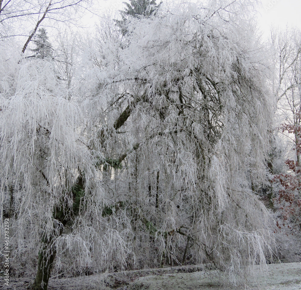 Fast wachsend willow samen