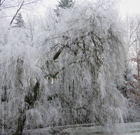 Fast wachsend willow samen