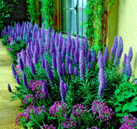 Bright blau fastuosum samen for long-lasting flowering
