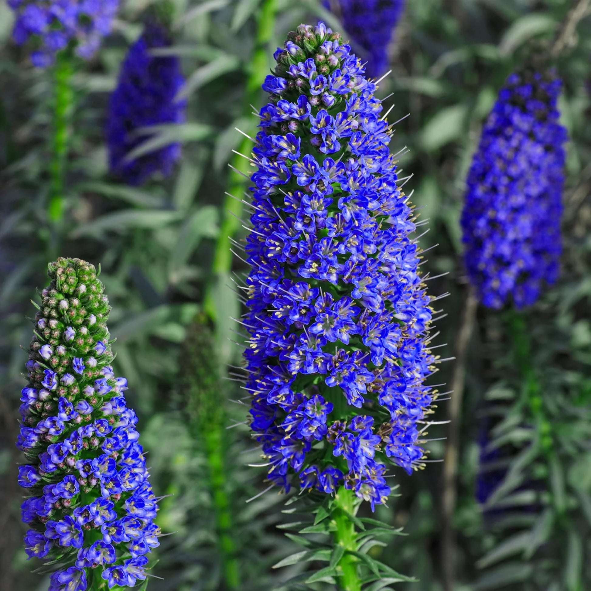 Blau fastuosum samen for borders and garten beds
