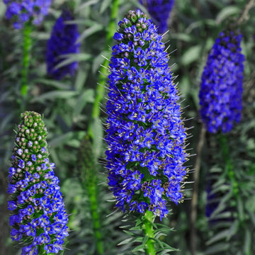 Blau fastuosum samen for borders and garten beds
