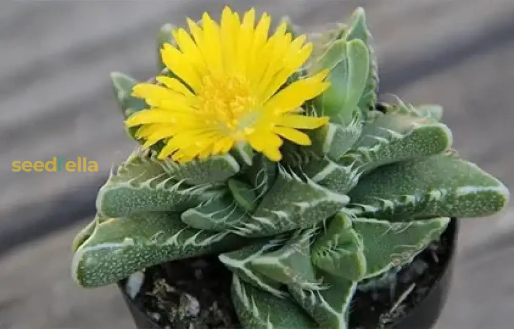 Easy to grow gelb faucaria tigrina samen for rockeries
