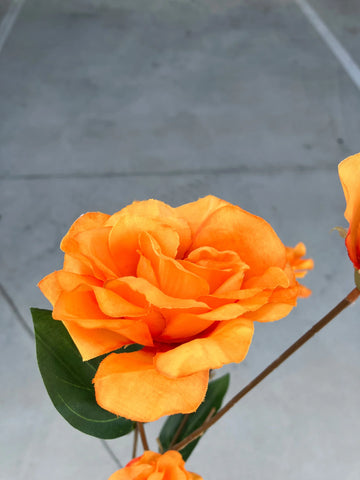 Orange Lisianthus Lisianthus Blumensamen zur Aussaat – Traditionssorte ohne Gentechnik biologisch Garten Samen