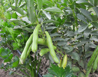 Harvest-ready fava bohnen pods aus samen