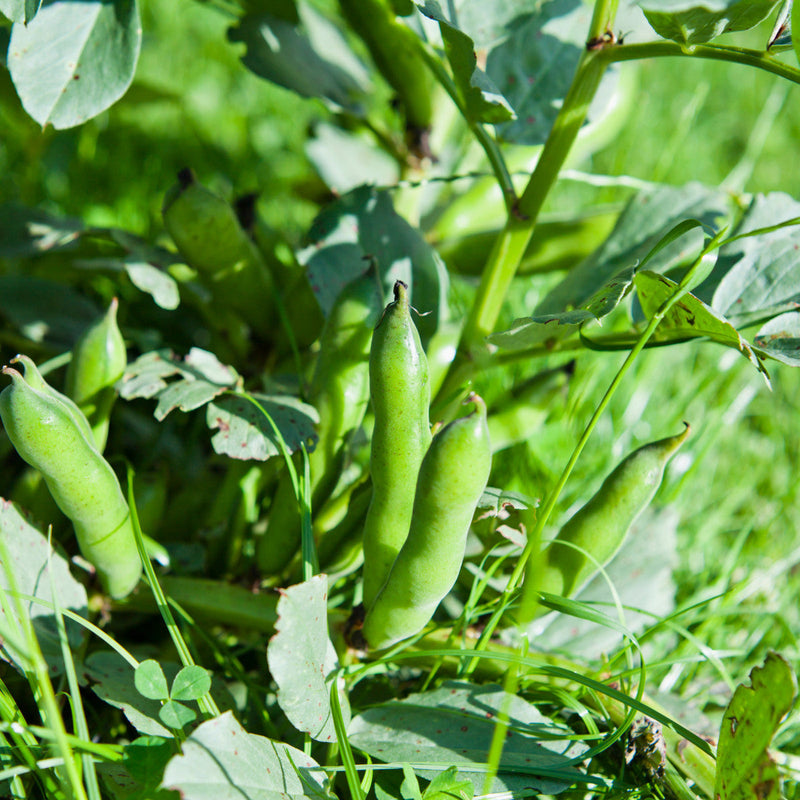 Fava bohnen samen für home garten aussaat, non-gmo