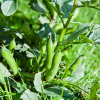Fava bohnen samen für home garten aussaat, non-gmo
