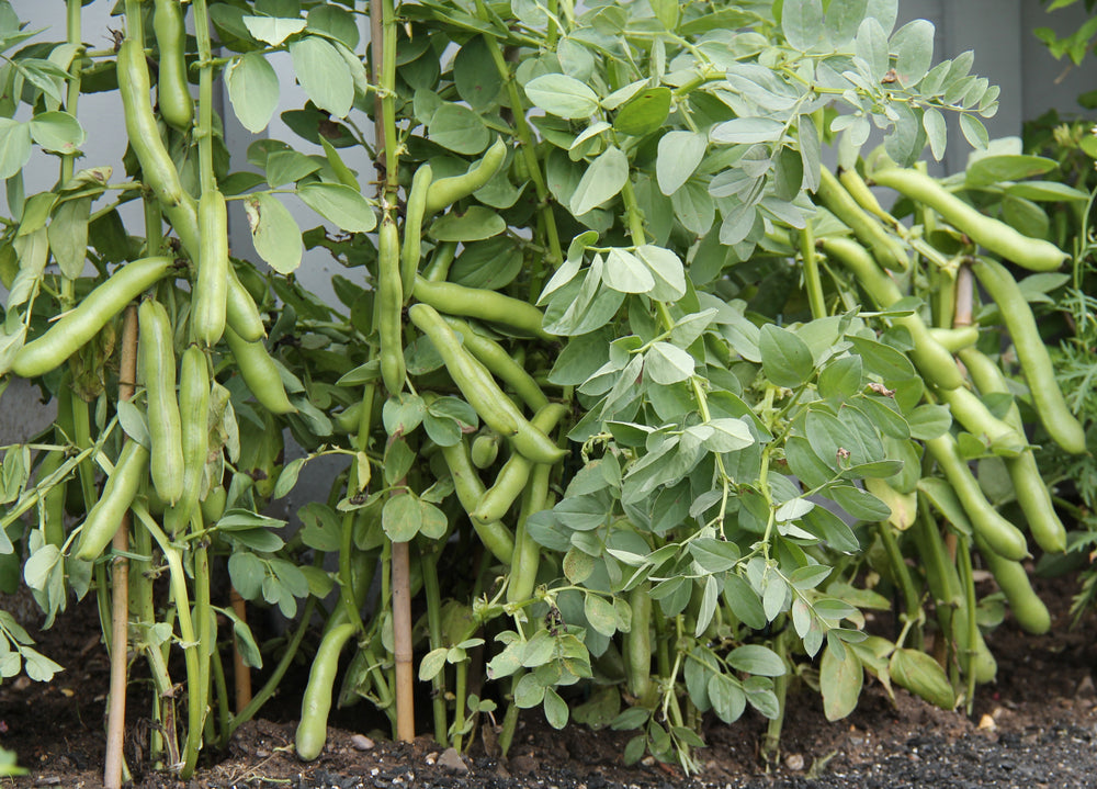 Young fava bohnen seedlings ready für transplant