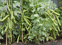 Young fava bohnen seedlings ready für transplant