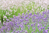 mehrfarbige Lavendel Blumensamen zur Aussaat – saisonal Dauerblüher – Traditionssorte & ohne Gentechnik Samen Hausgarten