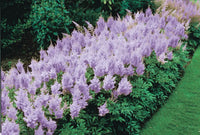 Lavendel Prachtspiere Blumensamen zur Aussaat leuchtend Blüten Traditionssorte & ohne Gentechnik Samen Hausgarten