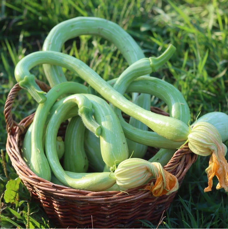Green Trombocino Gemüse Planting Samen for Your Garden