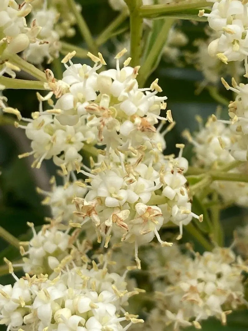 Weiß Ligustrum Blume Samen zur Aussaat üppig Foliage und duftend Blüten Garten