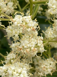 Weiß Ligustrum Blume Samen zur Aussaat üppig Foliage und duftend Blüten Garten