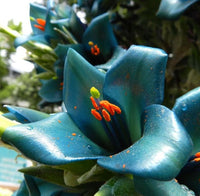 Blau Puya Venusta Blumensamen zur Aussaat – Bestäuber freundlich – Traditionssorte & ohne Gentechnik Samen Hausgarten