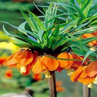 Lila Crown Imperial Blumensamen zur Aussaat Landhaus Garten wichtig Traditionssorte & ohne Gentechnik Samen Hausgarten