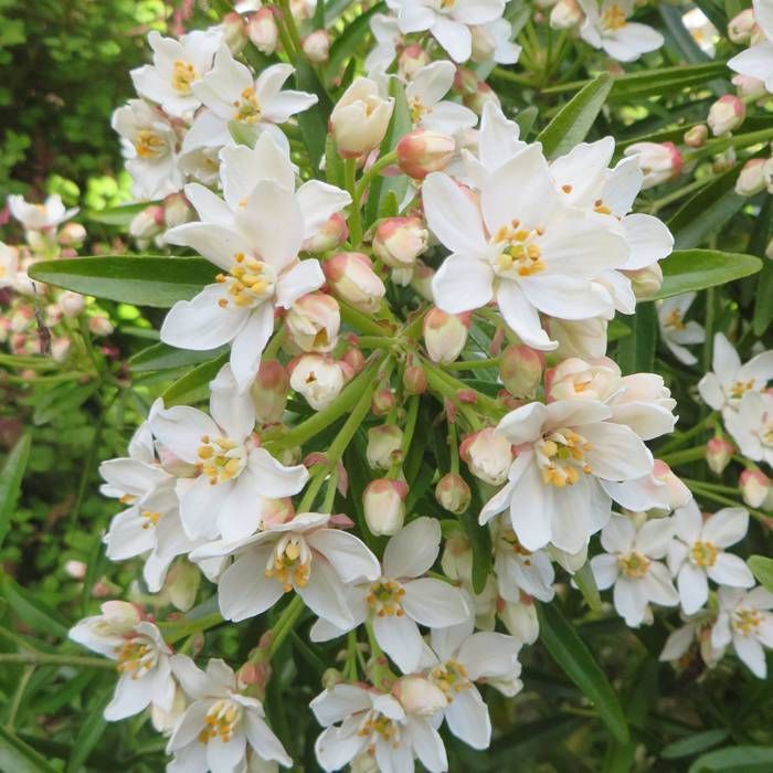 Aztec pearl blume samen for anpflanzung pollinator friendly heirloom & gmo free samen for home garten
sale samen for home garten anpflanzung