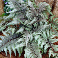 hell Violett Fern Pteridophyta Samen zur Aussaat Landhaus Garten wichtig Traditionssorte & ohne Gentechnik Samen Hausgarten