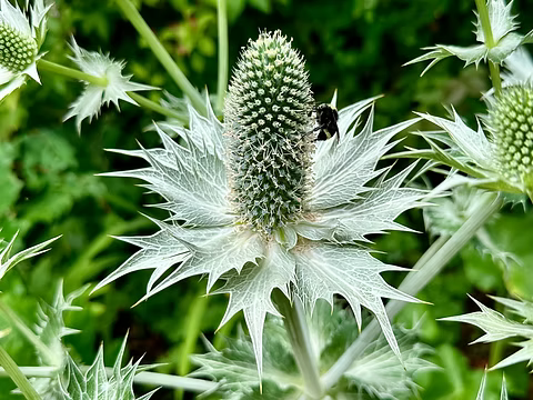 Silver Holly Blumensamen zur Aussaat robust Sorte Traditionssorte & ohne Gentechnik Samen Hausgarten