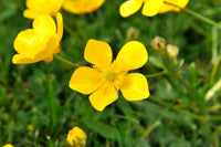Gelb Buttercup Blumensamen Aussaat Essentials