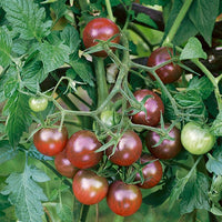 Chocolate Tomate Gemüsesamen - Perfect for Home Gardens