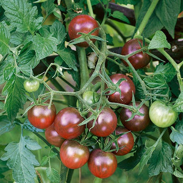 Chocolate Tomate Gemüsesamen - Perfect for Home Gardens