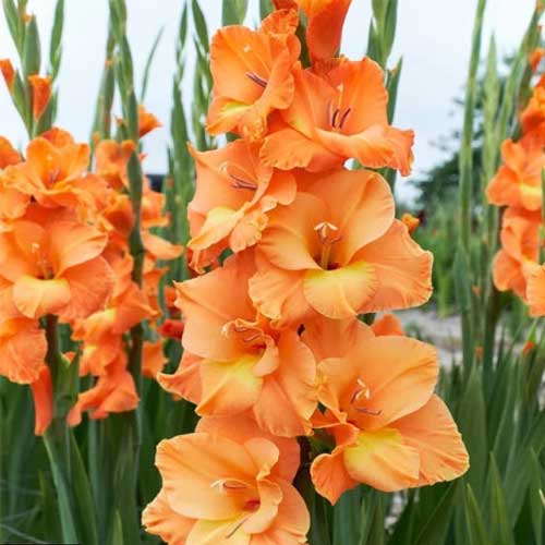Gelb Orange Gladiole Blumensamen zur Aussaat – Wildblume Mischung – Traditionssorte & ohne Gentechnik Samen Hausgarten
