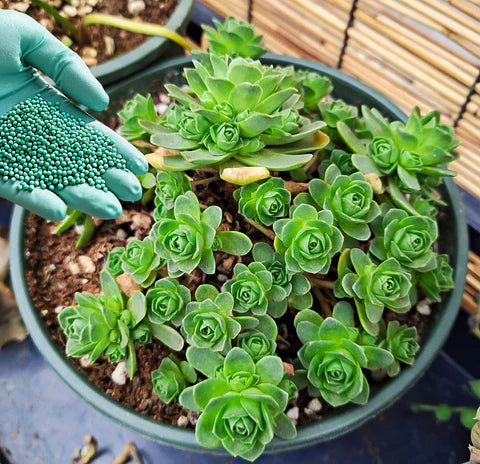 Greenovia Blumensamen zur Aussaat leuchtend Traditionssorte & ohne Gentechnik Samen Hausgarten
