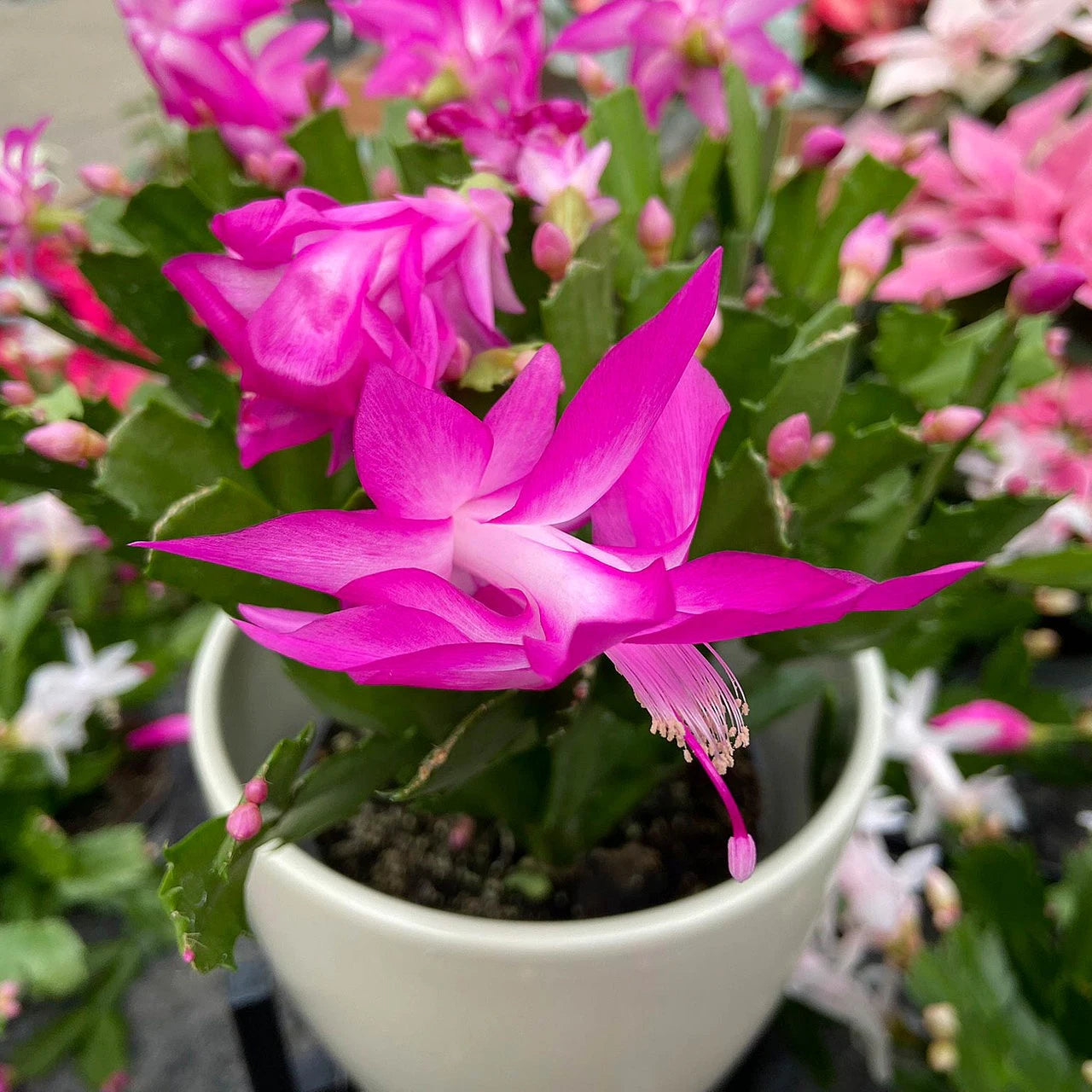 Weihnachtskaktus Blumensamen zur Aussaat saisonal Dauerblüher Traditionssorte & ohne Gentechnik Samen Hausgarten