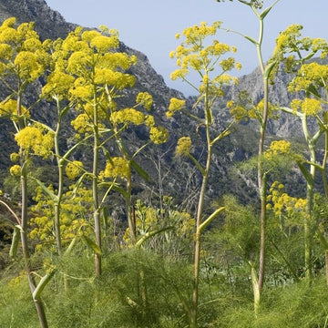 Giant Fennel seedlings emerging in Garten soil