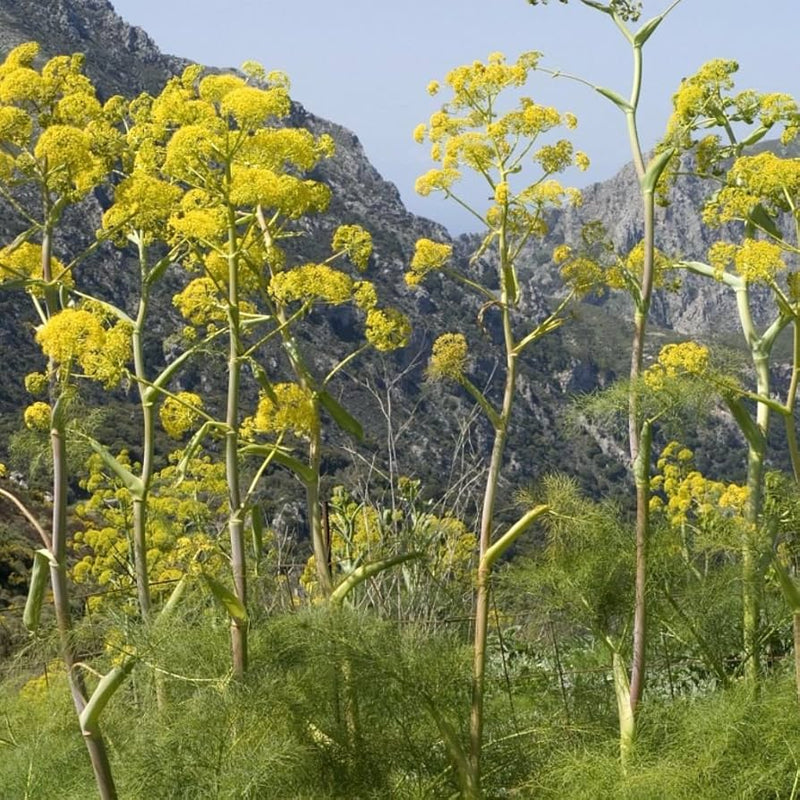 Giant Fennel seedlings emerging in Garten soil