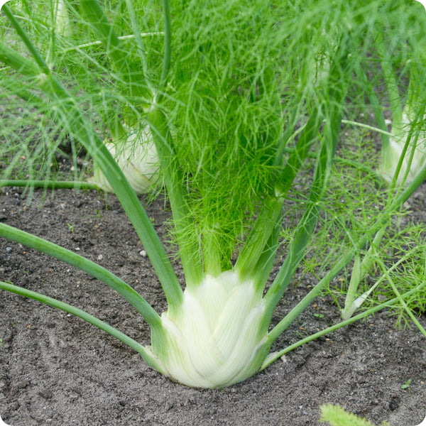 Florence Fennel Samen Foeniculum vulgare azoricum bulb-forming Pflanze