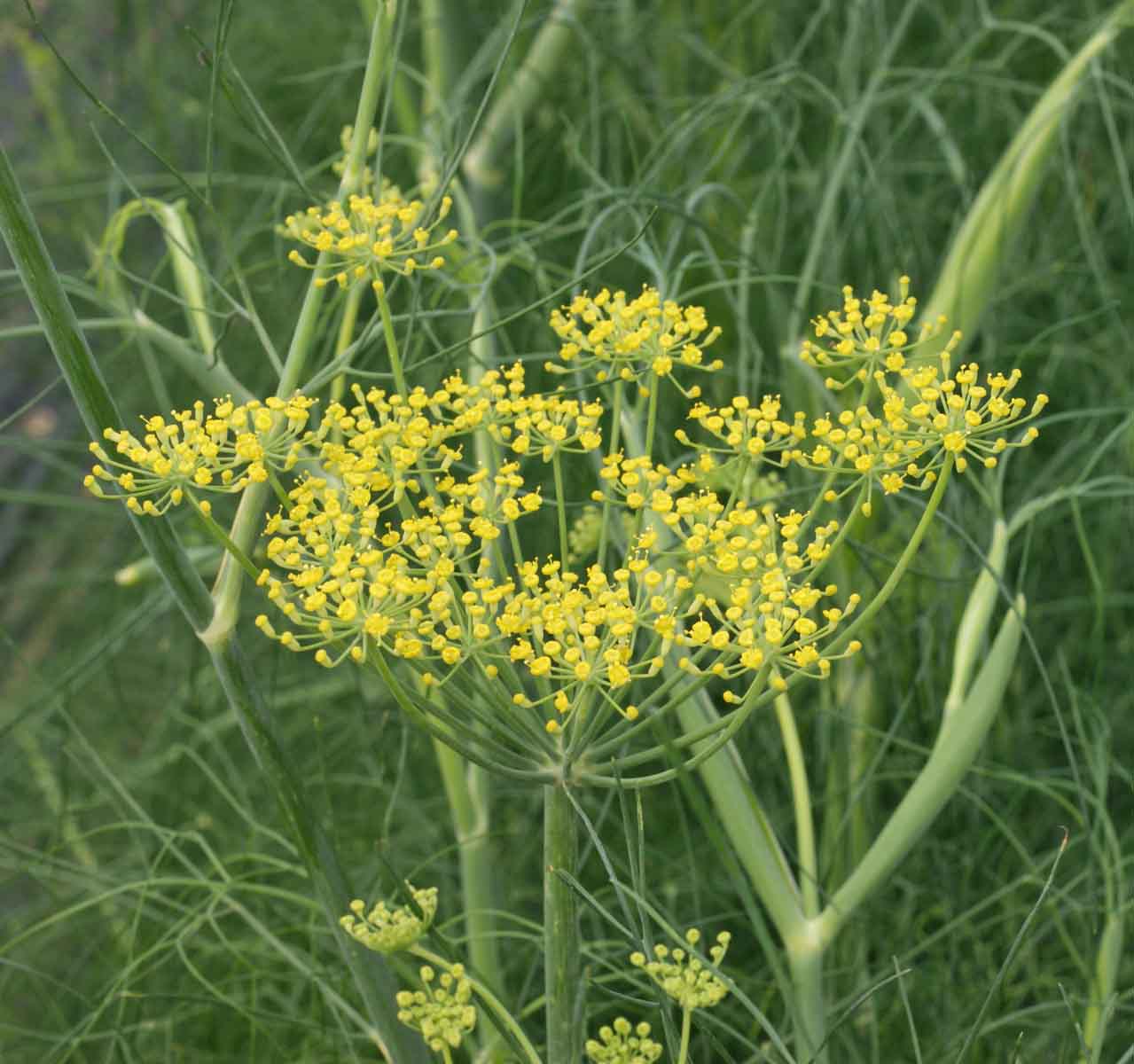 Fennel Samen Foeniculum vulgare tall green foliage