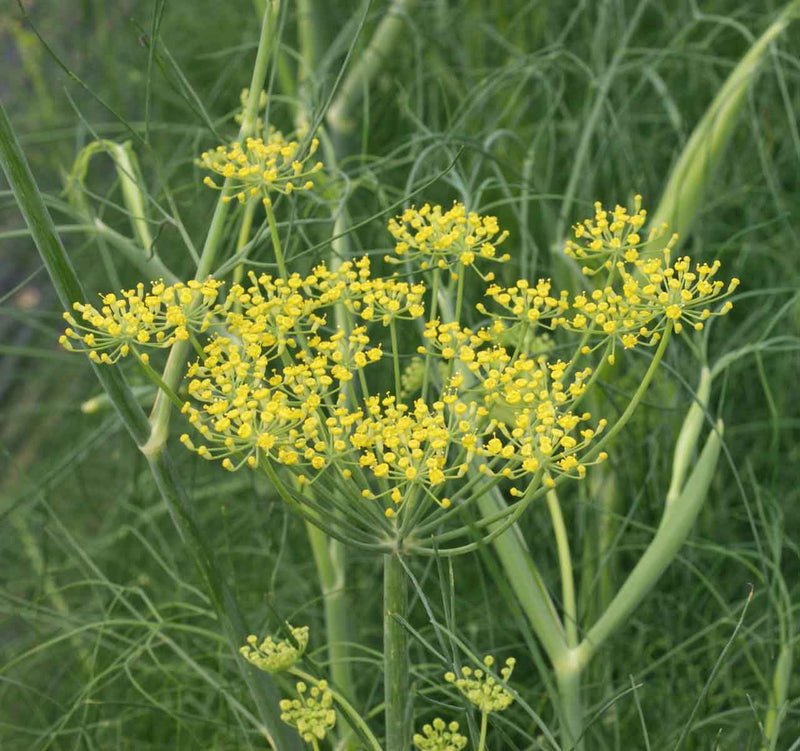 Fennel Samen Foeniculum vulgare tall green foliage