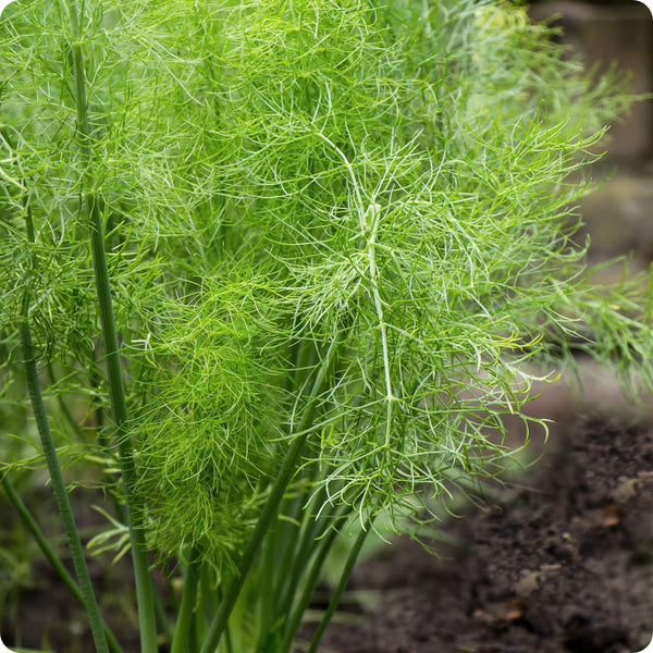 Grosfruchtiger Fennel Samen Foeniculum vulgare bulb-forming Pflanze