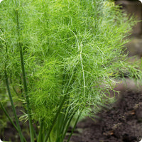 Grosfruchtiger Fennel Samen Foeniculum vulgare bulb-forming Pflanze