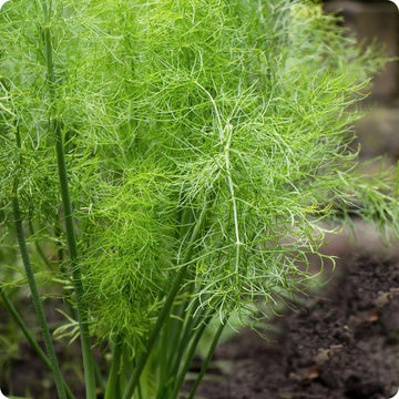 Grosfruchtiger Fennel Samen Foeniculum vulgare bulb-forming Pflanze