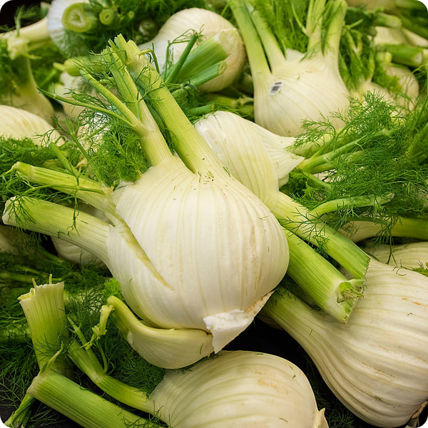 Perfection Fennel Samen Foeniculum vulgare bulb-forming Pflanze