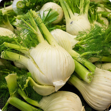 Perfection Fennel Samen Foeniculum vulgare bulb-forming Pflanze