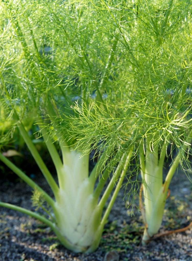 Fennel gemüse samen für aussaat