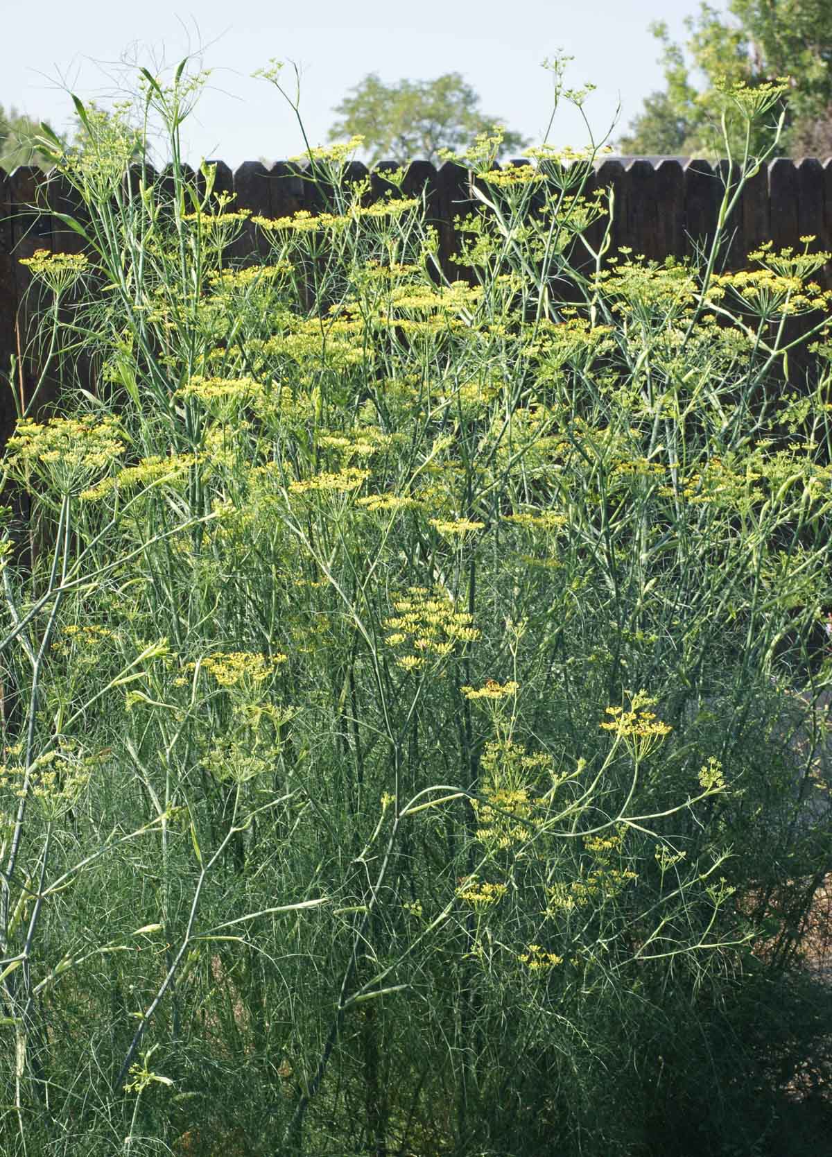 Fennel yellow umbel Blumen attracting pollinators grown from Samen