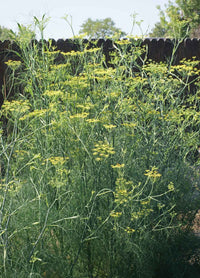 Fennel yellow umbel Blumen attracting pollinators grown from Samen