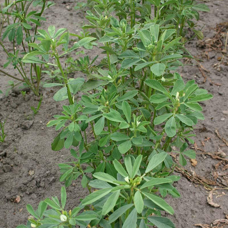 Fenugreek Samen thriving in Garten beds and container plantings