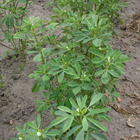 Fenugreek Samen thriving in Garten beds and container plantings