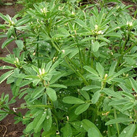 Bright green fenugreek leaves developing from gentechnikfrei Samen