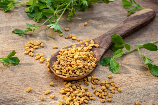 Fenugreek Samen Trigonella foenum-graecum Anbau aromatic Pflanzen