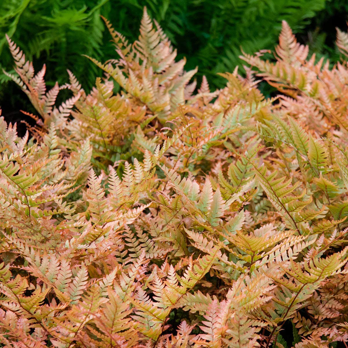 Mixed colour fern pflanzen wachsend in decorative töpfen