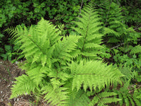 Mixed colour ferns thriving in shaded garten areas