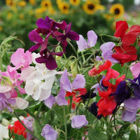 Lathydorus odoratus blume samen for anpflanzung drought tolerant heirloom & gmo free samen for home garten 
 
 sale for anpflanzung in home garten